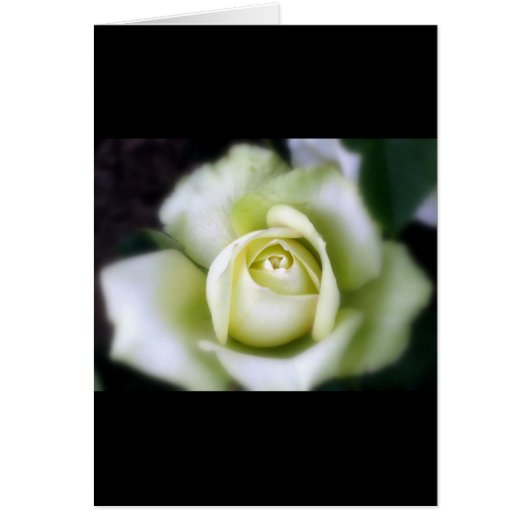 Grußkarte mit weißer Rose Soft Focus (Vorne)