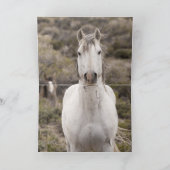 Grußkarte Pferd lachen Wildes Pferd Karte (Innenseite)