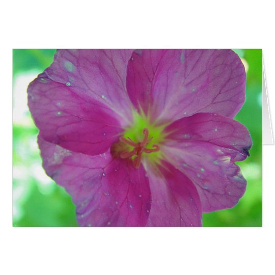 Grusskarte pink-gelbe Wildblüte, blanko Karte