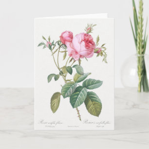 Grüßkarte Pink Rose Pierre-Joseph Redoute Karte