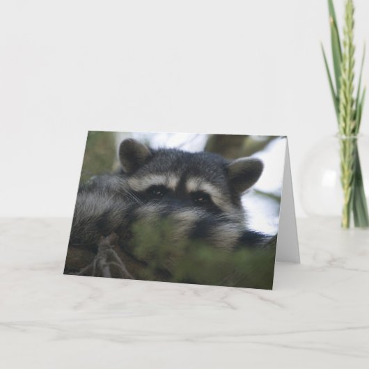 Grußkarte: Racoon Karte (Vorderseite)