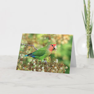 Grußkarte - Rosig-gesichtiger Lovebird Karte