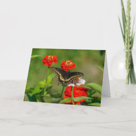 Grußkarte - Schmetterling im Garten in Stowe Karte