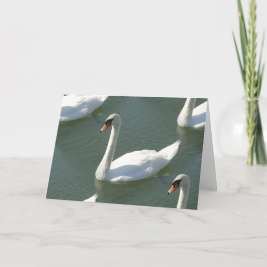 Grußkarte - Schwänze in Farbe Karte (Vorderseite)