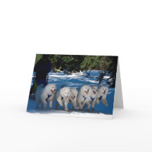 Grußkarte "Shadow Fan"