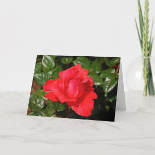 Grußkarte Single rote Rose Karte