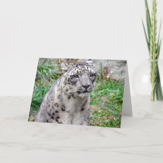 Grußkarte Snow Leopard Karte (Vorderseite)