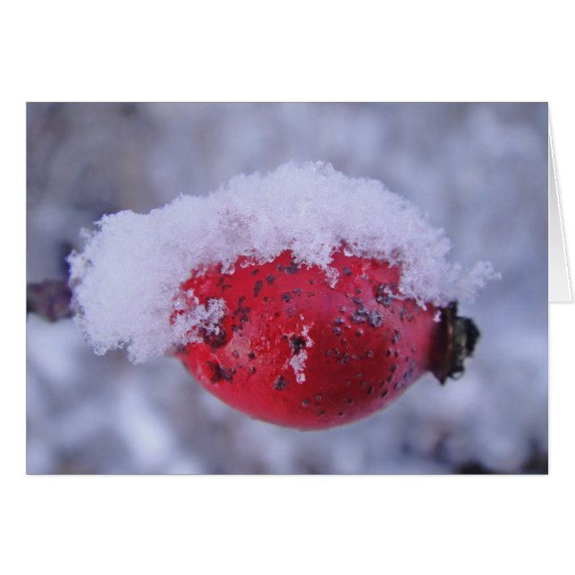 Grusskarte, verschneite Hagebutte, decke (Vorderseite (Horizontal))