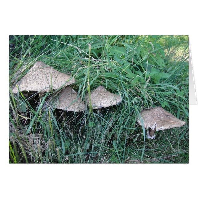 Grusskarte vier Pilzhüte, Decke (Vorderseite (Horizontal))