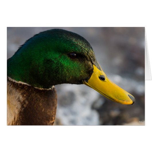 Grußkarte von Male Mallard (Vorderseite (Horizontal))