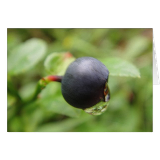 Grusskarte Waldheidelbeere mit Wassertropfen (Vorderseite (Horizontal))