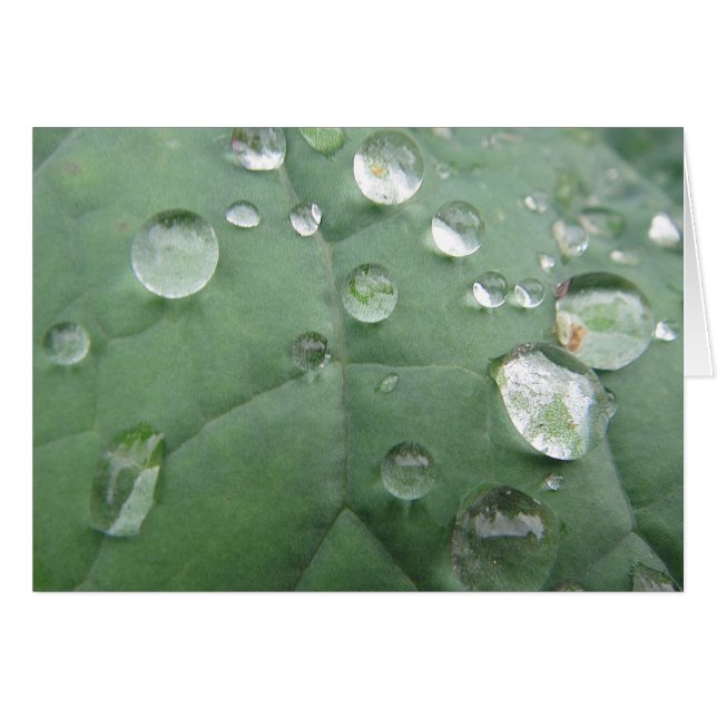 Grusskarte Wassertropfen auf graugrünem Blatt (Vorderseite (Horizontal))