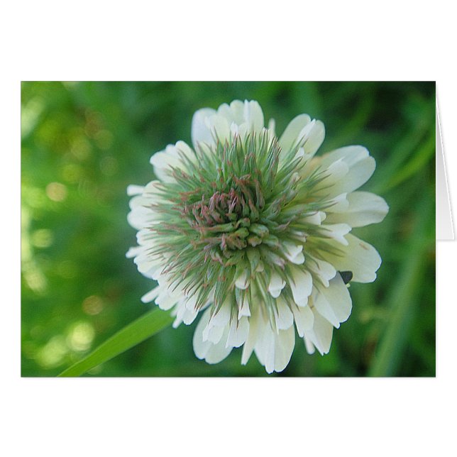 Grusskarte weiß Kleeblüte, Decke (Vorderseite (Horizontal))