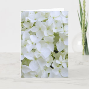 Grußkarte - Weißes Hydrangea Karte