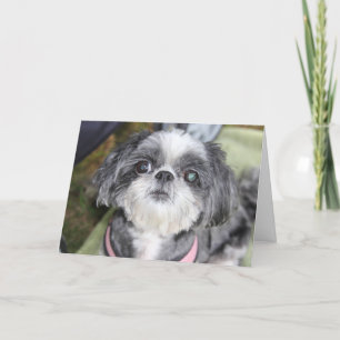 Grußkarte zum Geburtstag Shih Tzu Girl Karte