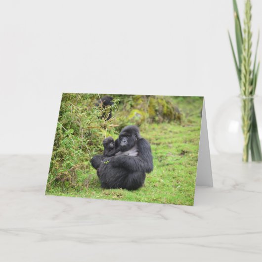 Grußkarten Dian Fossey Gorilla Fund Karte (Vorderseite)
