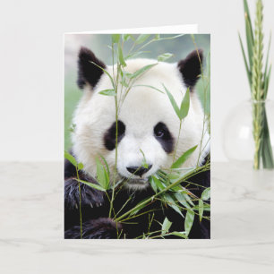 Grußkarten Foto großer Panda. Riesiger Panda. Karte