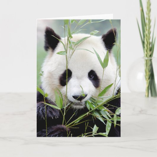 Grußkarten Foto Riesenpanda. Panda Geant. Karte (Vorderseite)