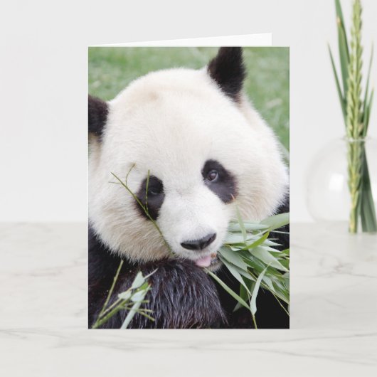 Grußkarten Foto Riesenpanda. Panda Geant. Karte (Vorderseite)