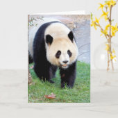 Grußkarten Foto Riesenpanda. Panda Geant. Karte (Gelbe Blume)
