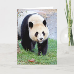 Grußkarten Foto Riesenpanda. Panda Geant. Karte