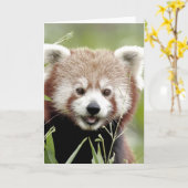 Grußkarten Foto roten Panda. Panda roux. Karte (Gelbe Blume)