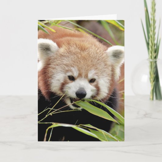 Grußkarten Foto roten Panda. Panda roux. Karte (Vorderseite)