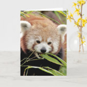 Grußkarten Foto roten Panda. Panda roux. Karte (Gelbe Blume)