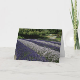 Grußkarten: Lila und weißer Lavendel Karte