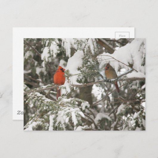 Grußkarten Postkarte (Vorne/Hinten)