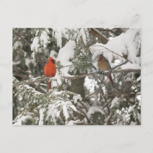 Grußkarten Postkarte (Vorderseite)