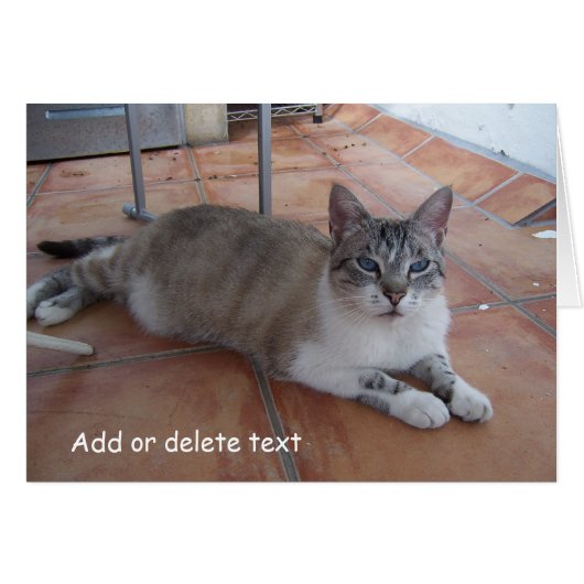 Grußkartenkatzenfotografie (Vorderseite (Horizontal))