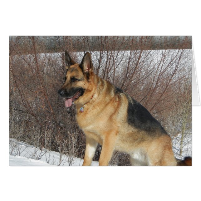 GSD im Winterschnee (Vorderseite (Horizontal))