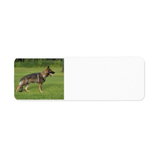 gsd voll (Vorne)