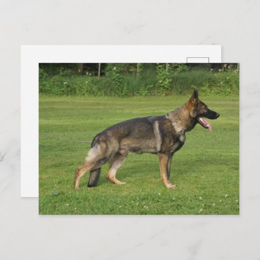 gsd voll postkarte (Vorne/Hinten)