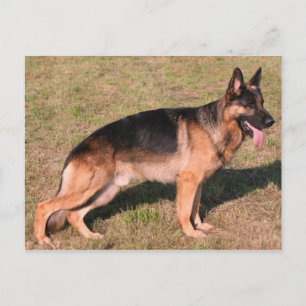 gsd vollschwarz und braun neue Welt Postkarte
