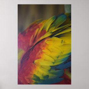 Guacamaya-Liebe Poster