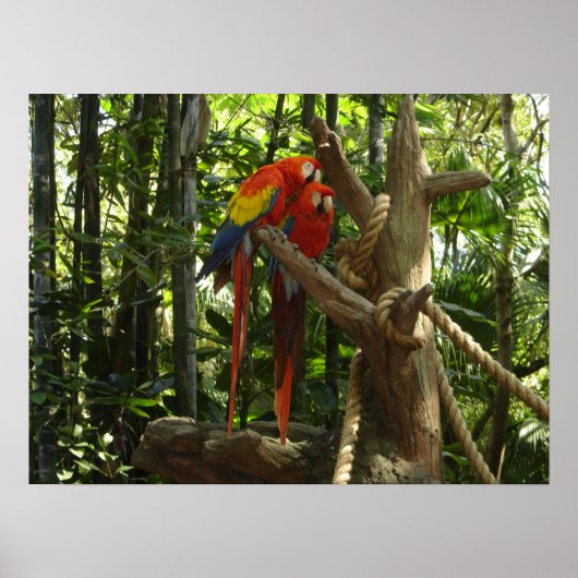 Guacamayo 7 Farben / Scarlet Macaw Poster (Vorne)