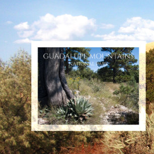 Guadalupe Mountains Ridge Agave, Pine und Juniper Postkarte