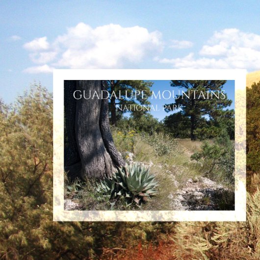 Guadalupe Mountains Ridge Agave, Pine und Juniper Postkarte