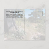 Guadalupe Mountains Ridge Agave, Pine und Juniper Postkarte (Rückseite)