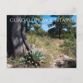 Guadalupe Mountains Ridge Agave, Pine und Juniper Postkarte (Vorderseite)