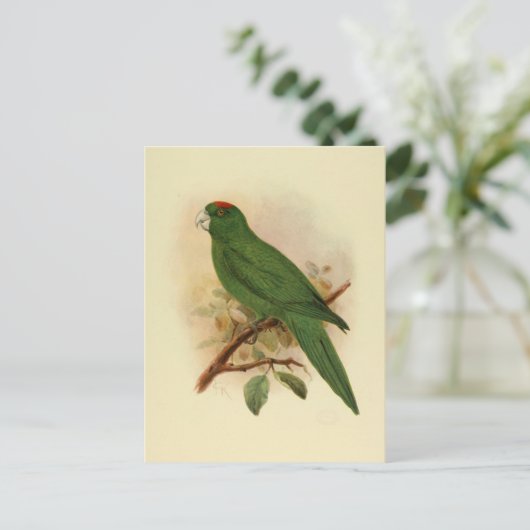 Guadeloupe Parakeet Extinct 1908 Postkarte (Stehend Vorderseite)