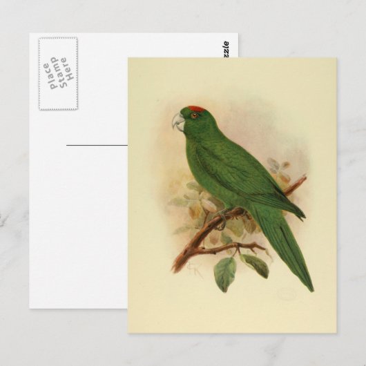 Guadeloupe Parakeet Extinct 1908 Postkarte (Vorne/Hinten)