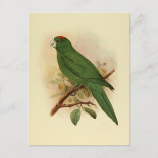 Guadeloupe Parakeet Extinct 1908 Postkarte