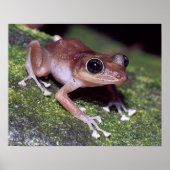 Guajon Poster (Vorne)