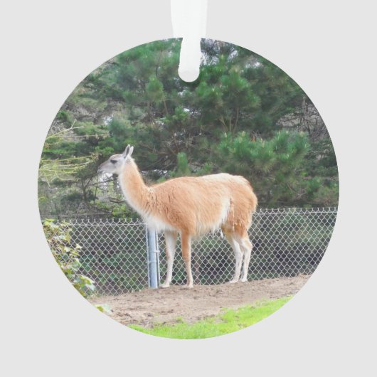 Guanaco #1 Ornament (Rückseite)
