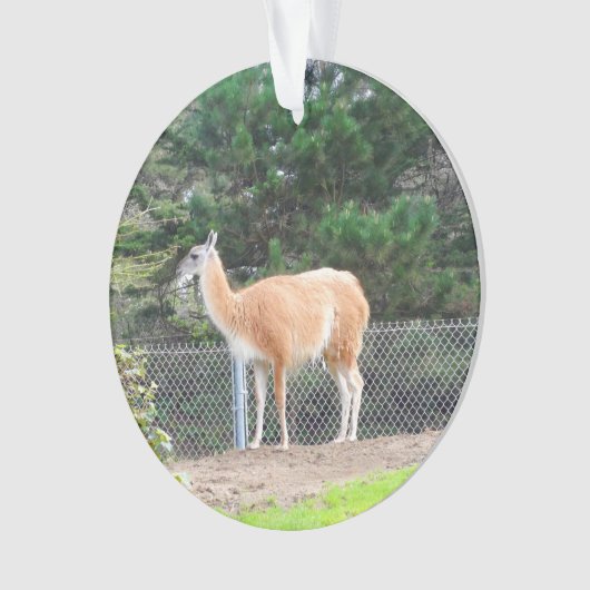 Guanaco #1 Ornament (Vorderseite)