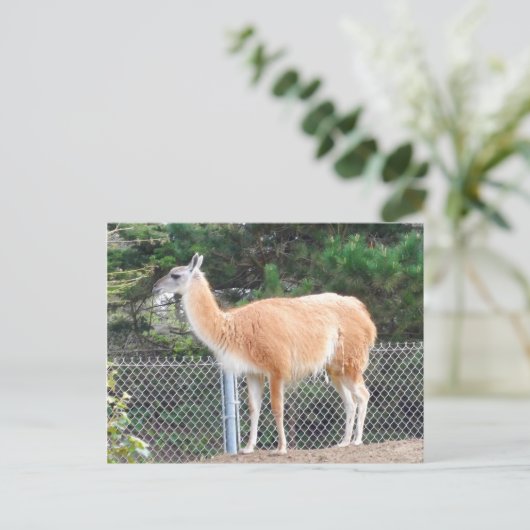 Guanaco #1 Postkarte (Stehend Vorderseite)