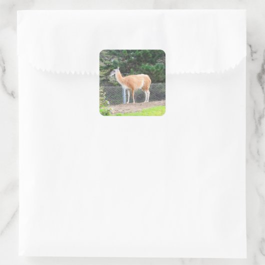 Guanaco #1 Stickers (Tasche)